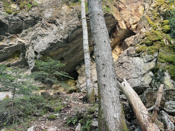 Tall trees and rocky cliffs create a serene forest scene in Zygovisti, Elati, Menalon, Arcadia, Greece.