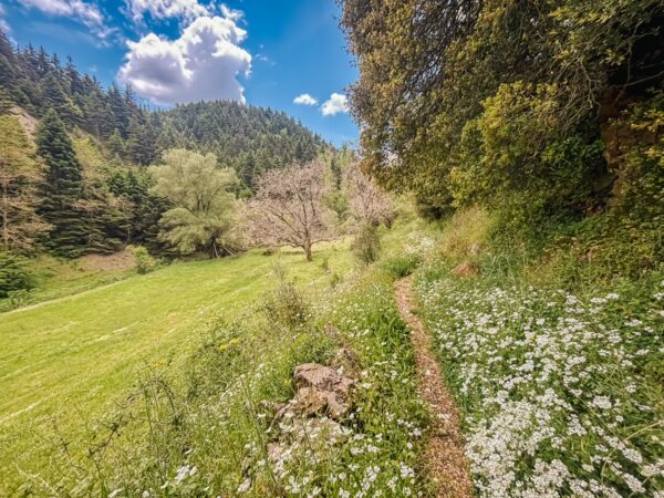Lush green fields and blooming wildflowers line a winding path in Magouliana, Valtesiniko, Arcadia, Greece under a bright blue sky.
