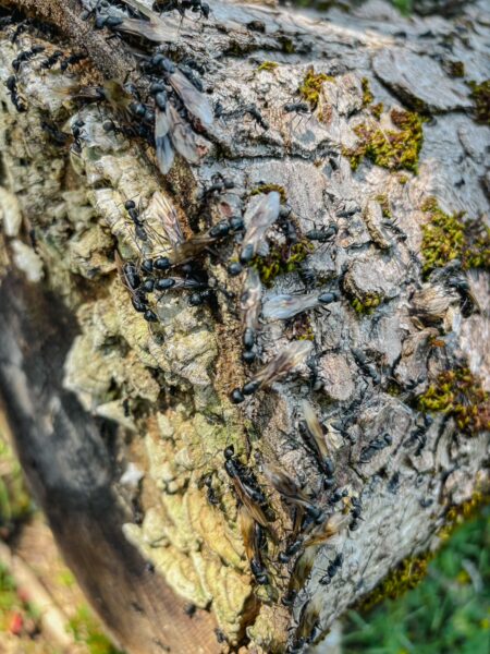 Black ants crawl over a textured log covered in moss, showcasing nature's details in Valtesiniko, Arcadia, Greece.