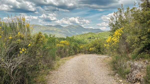 Rocky path meandering through vibrant green shrubs and yellow flowers, set against mountainous scenery in Vytina, Arcadia, Greece.