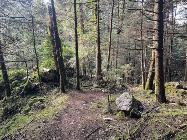Winding forest path through lush green trees and moss-covered rocks in Zygovisti, Elati, Menalon, Arcadia, Greece.