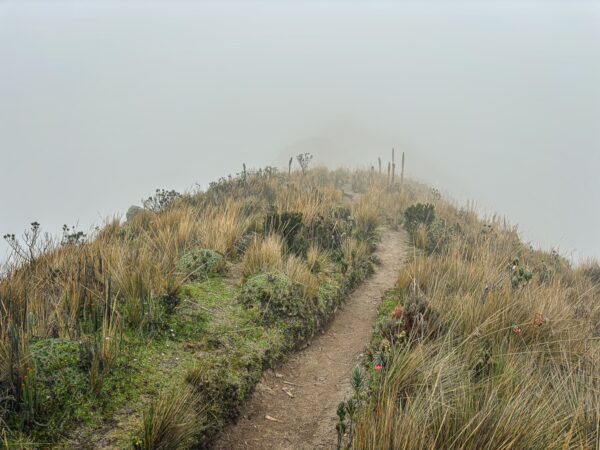 Foggy trail weaving through tall grasses on Imbabura Volcano in Ecuador, surrounded by mist and hints of lush greenery.