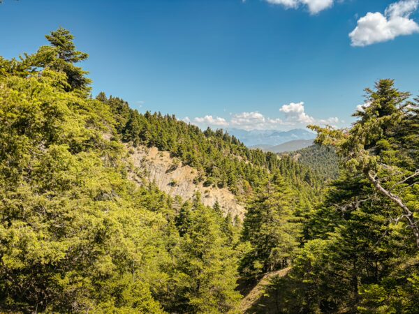 Lush green forests cover the hills of Lagadia, Arcadia, Greece, under a bright blue sky dotted with fluffy clouds.