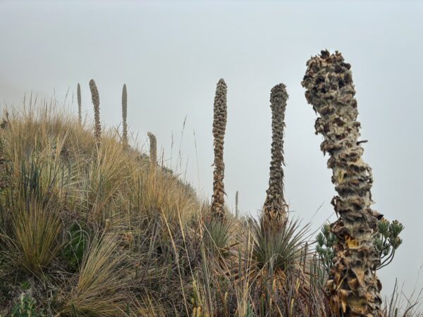 Tall, textured stalks of vegetation rise from the grassland, shrouded in mist near Imbabura Volcano, Ecuador.