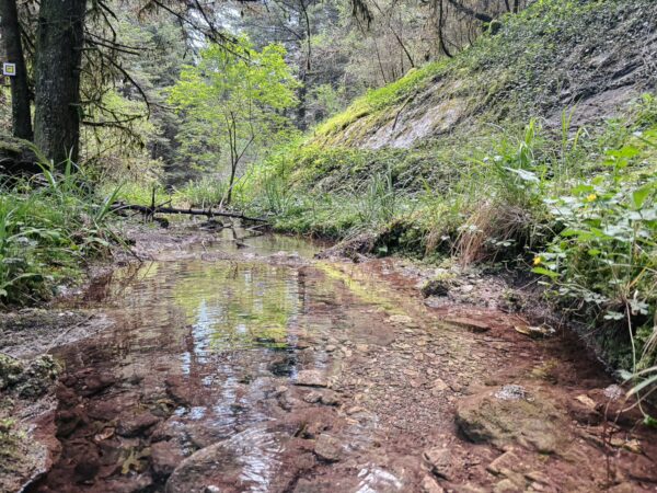 Tranquil stream reflecting greens and browns, surrounded by lush vegetation in Zygovisti, Elati, Menalon, Arcadia, Greece.