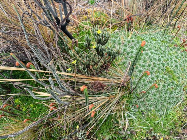 Bright green vegetation with flowering plants and unique textures foregrounds the Imbabura Volcano in Ecuador.