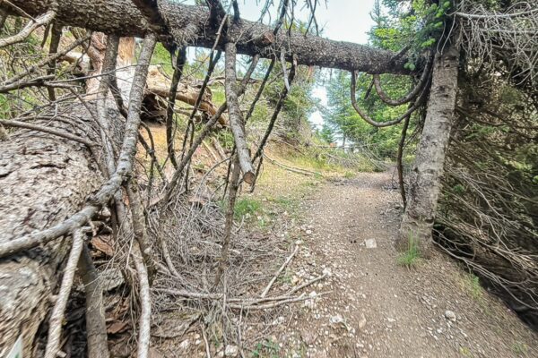 A winding trail through the woods in Valtesiniko, with fallen trees and lush greenery in Arcadia, Greece.