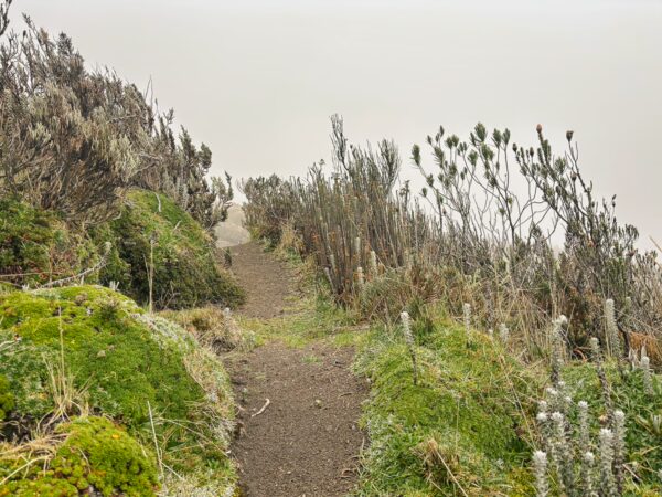 Lush green vegetation and frosty bushes line a narrow path leading toward a foggy landscape at Volcán Ruminahui, Ecuador.