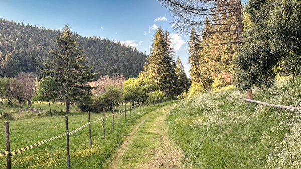 Lush green pathway bordered by tall pine trees in Zygovisti, near Menalon in Arcadia, Greece, under a clear blue sky.