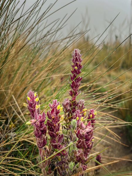 Vibrant purple and yellow flowers surrounded by tall grasses near Imbabura Volcano in Ecuador, showcasing the region's natural beauty.