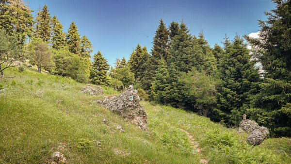 Lush green landscape with tall pine trees and rocky patches, showcasing the natural beauty of Lagadia, Arcadia, Greece.
