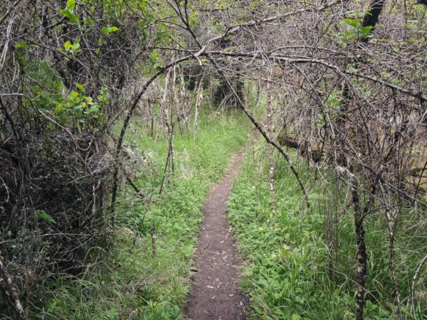 Winding trail surrounded by lush greenery and arching branches in Zygovisti, Elati, Menalon, Arcadia, Greece.