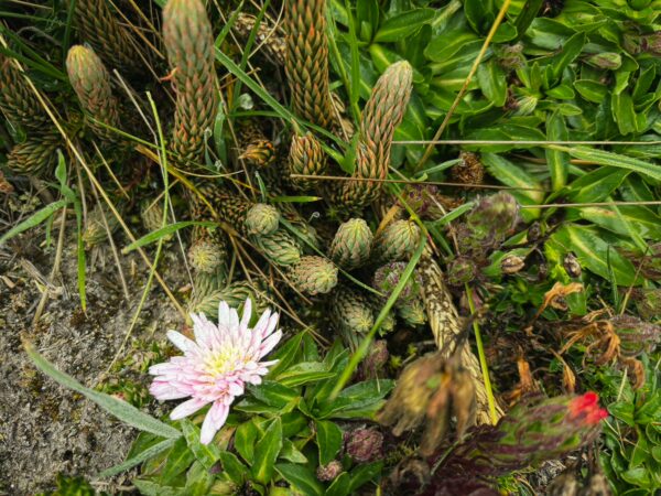 Vibrant green plants and a delicate pink flower contrast against the rugged terrain near Imbabura Volcano, Ecuador.