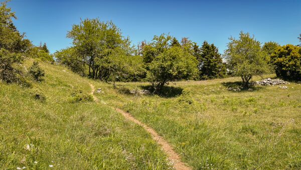 Lush green grass and scattered trees line a winding path through the serene landscape of Valtesiniko to Lagadia, Arcadia, Greece.