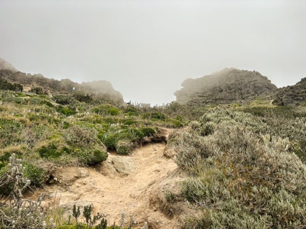 Path winding through lush greenery leads to the misty heights of Pichincha Volcano, Ecuador.