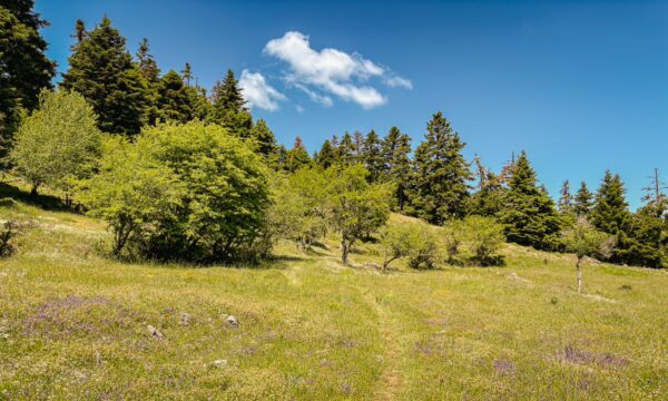 Lush greenery and vibrant wildflowers line a path through the hills of Valtesiniko, leading towards the scenic Lagadia, Arcadia, Greece.
