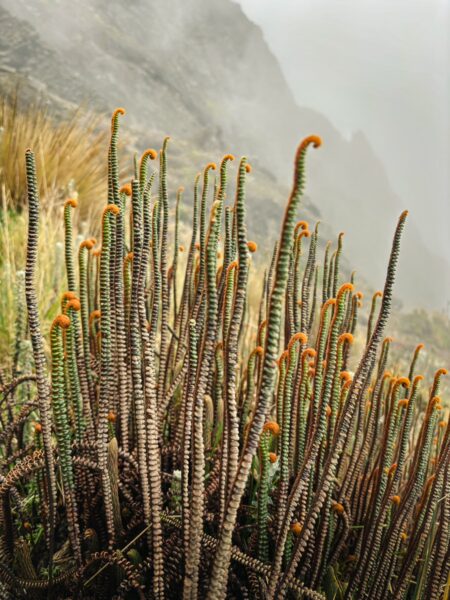 Lush green vegetation with distinctive orange-tipped ferns in the misty landscape of Volcán Ruminahui, Ecuador.