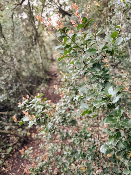 Lush greenery and vibrant leaves lining a serene path in Zygovisti, Elati Menalon, Arcadia, Greece, showcasing its natural beauty.