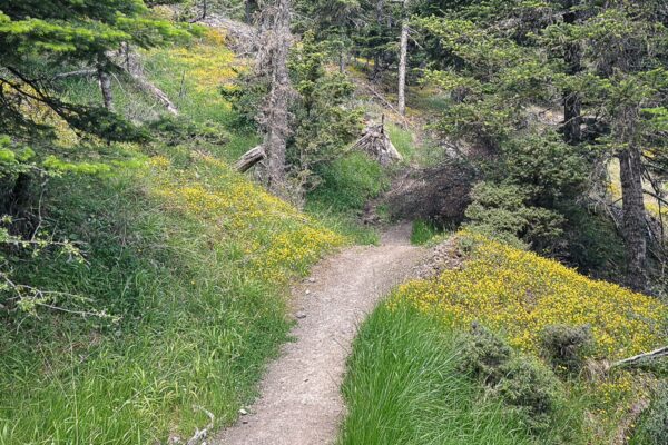 Lush green pathway winding through vibrant wildflowers and trees in Valtesiniko to Lagadia, Arcadia, Greece.