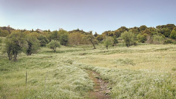 Lush green fields with a winding path amidst scattered trees in Zygovisti, near Elati, Menalon, Arcadia, Greece.