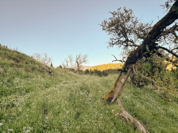 Lush green hillside with wildflowers and a leaning tree under a clear sky in Zygovisti, Elati, Menalon, Arcadia, Greece.