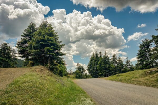 Lush greenery lines the winding road in Valtesiniko, with patches of sunlight illuminating the vibrant landscape in Arcadia, Greece.