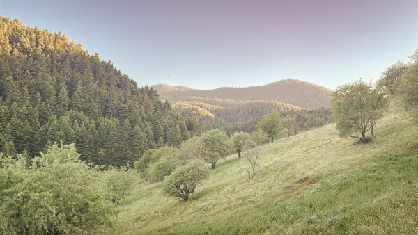 Tranquil green hills and dense forests under a pastel sky, showcasing the natural beauty of Elati, Menalon in Arcadia, Greece.
