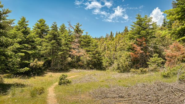 Lush greenery lines a winding path through a serene forest near Lagadia, Arcadia, Greece, under a clear blue sky.
