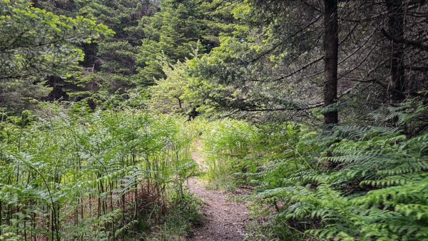 Lush green ferns and tall trees line a serene forest path near Lagadia, Arcadia, Greece, inviting exploration through nature.