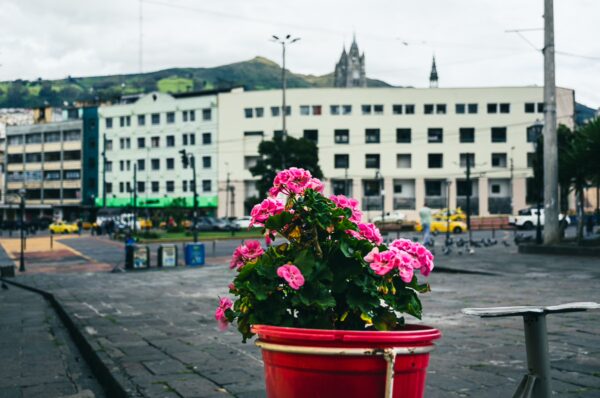 Bright pink flowers bloom in a red pot, showcasing vibrant color against the grey buildings of Plaza San Blas, Quito, Ecuador.