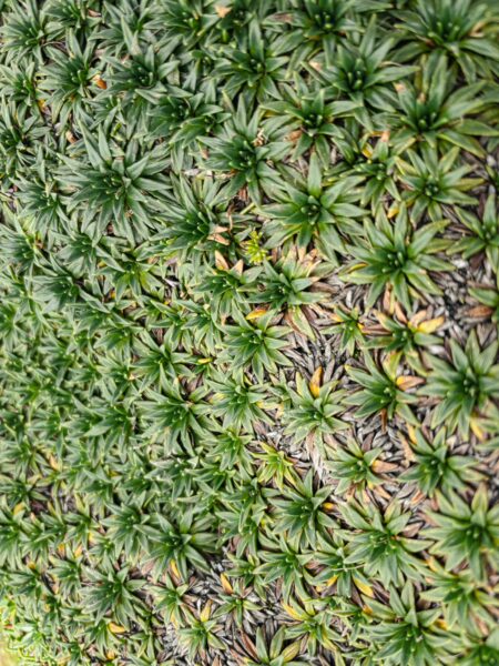 Lush green foliage covers the ground, creating a dense carpet of plants against the backdrop of Imbabura Volcano, Ecuador.