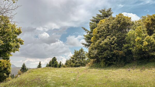 Lush green grass and trees under a partly cloudy sky near Valtesiniko, showcasing the serene landscape of Lagadia, Arcadia, Greece.