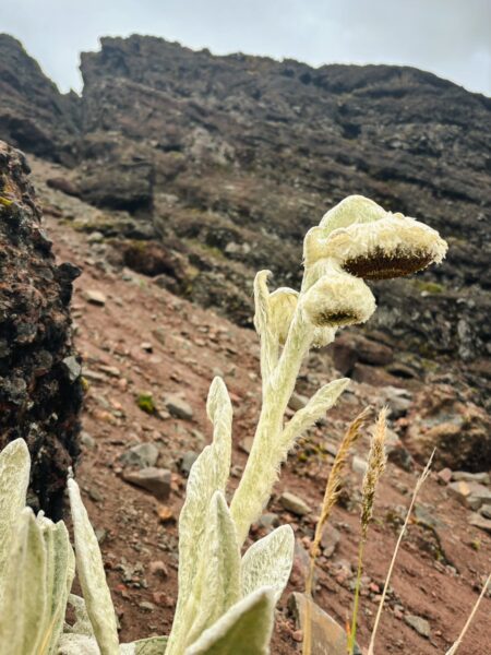 Fluffy plant in rocky terrain near Volcán Rumiñahui, showcasing its unique texture against the rugged landscape of Ecuador.