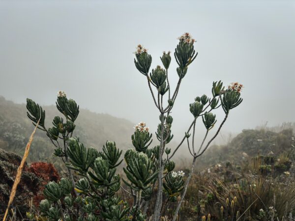 Vibrant green plants with white flowers stand out against the misty backdrop of Imbabura Volcano in Ecuador.