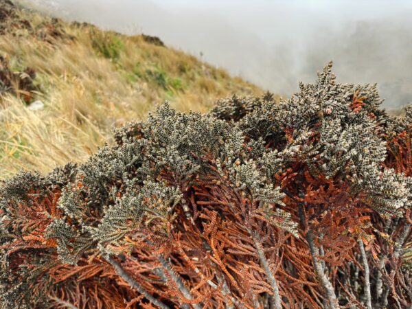 Lush, vibrant vegetation with reddish-brown hues near Imbabura Volcano, enveloped by a misty ambiance in Ecuador.