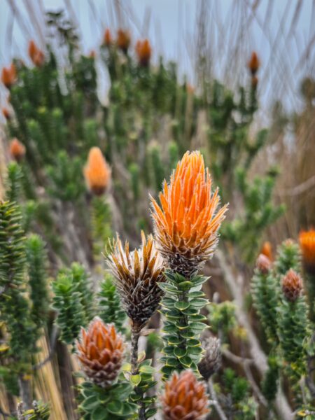 Vibrant chuquiraga flowers bloom in the foreground, with the Imbabura volcano peeking through a misty sky in Ecuador.