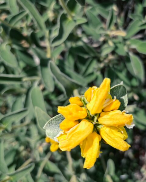 Bright yellow flowers bloom amidst green foliage in Lagadia, Arcadia, Greece, showcasing the region's natural beauty.
