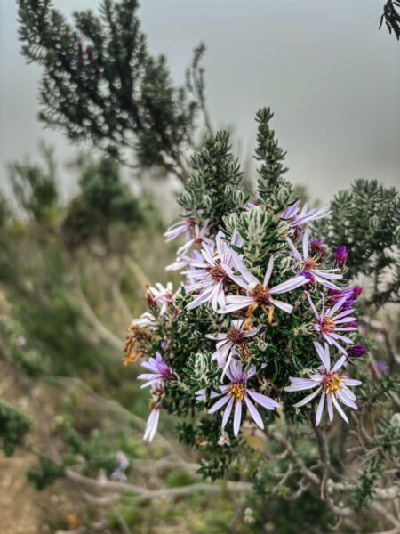 Purple wildflowers bloom amid lush greenery near Imbabura Volcano in Ecuador, showcasing the area's vibrant natural beauty.