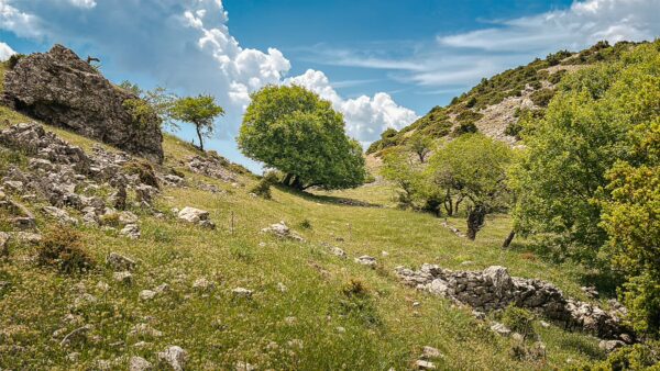 Lush green hills and scattered trees under a blue sky with fluffy clouds near Lagadia, Arcadia, Greece.