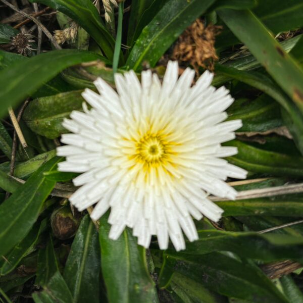 Hypochaeris flower with white petals and a yellow center amidst green foliage in Imbabura, Ecuador.