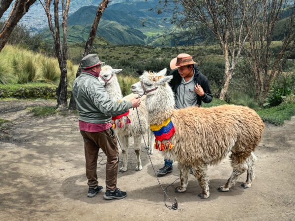 Two farmers interact with llamas adorned in colorful accessories, set against the lush backdrop of Pichincha Volcano in Ecuador.