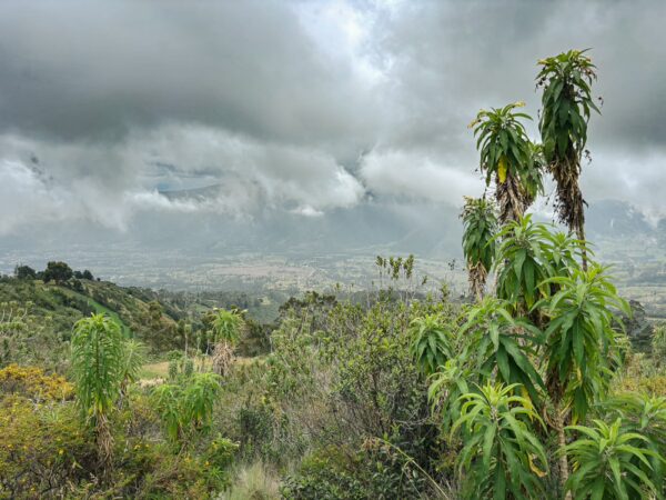Lush greenery with tall plants in the foreground, clouds hover over the valleys near Imbabura Volcano, Ecuador.