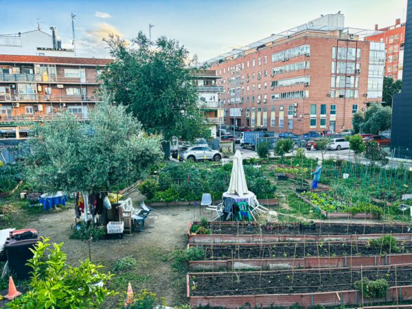 Lush community garden in Madrid, Spain, featuring raised beds, greenery, and an olive tree against a backdrop of residential buildings.