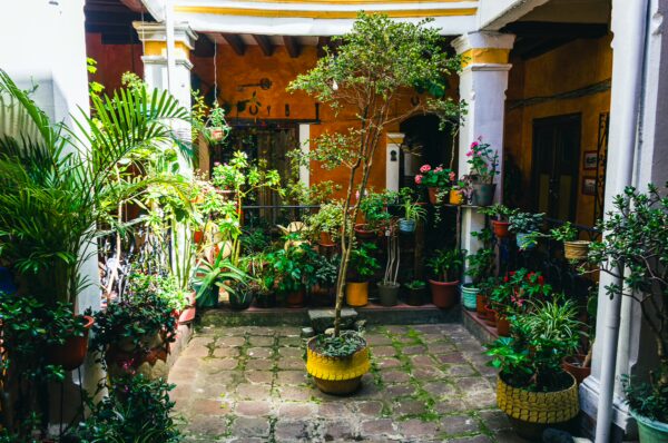 Lush greenery and vibrant potted plants surround a central tree in a charming courtyard on Vicente León Street, Quito, Ecuador.
