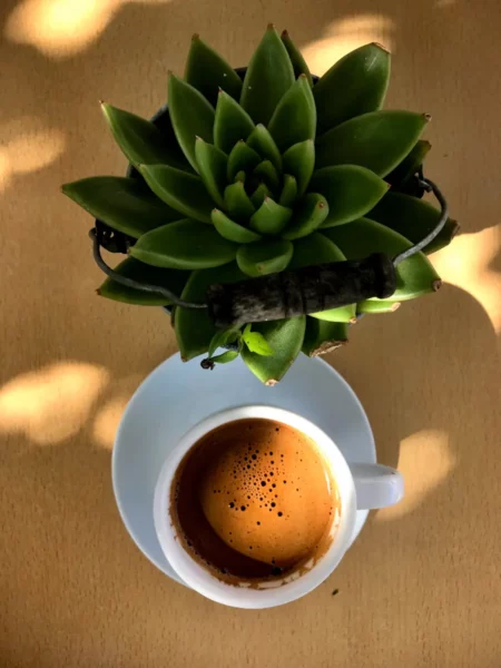 Richly brewed coffee sits in a white cup beneath a green succulent, showcasing a warm, inviting scene in Chalkis.