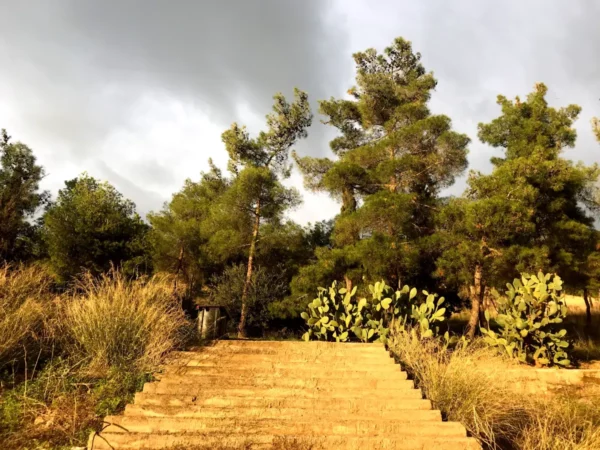 Sunlight filters through tall green trees beside stone steps leading into a grassy area with vibrant cacti in Chalkis.