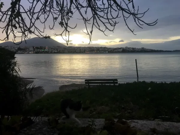 Calm waters reflect a sunset over Chalkis, with a silhouetted branch and a cat in the foreground by the beach.
