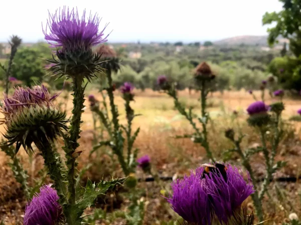 Vibrant purple thistles bloom in a lush green landscape near Chalkis, with a distant view of rolling hills and trees.