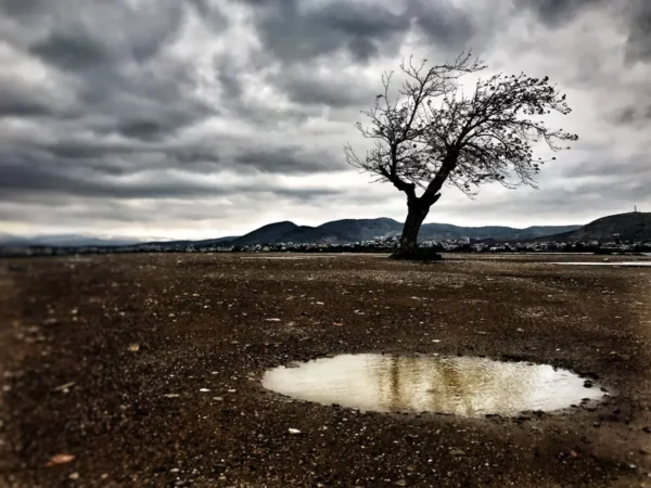 Lonely tree standing on a barren landscape with a shallow puddle reflecting cloudy skies in Chalkis, Greece.