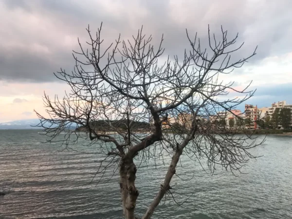 Barren tree stands silhouette against the tranquil waters and coastal buildings of Chalkis, capturing a serene winter scene.